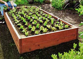 Raised Garden Bed