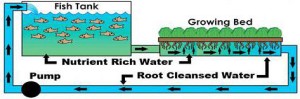 Aquaponic-System