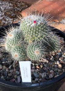 Pincushion-Mammillaria-Gemnispina