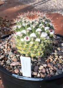 Pincushion-Mammillaria-Standlryi