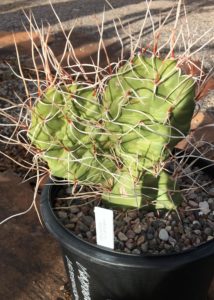 Prickly-Pear-Optuntia-Ulfurea