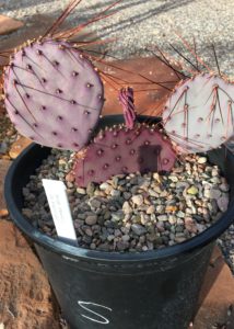 Prickly-Pear-Purple-Pads-Long-Spines-Grand-Canyon