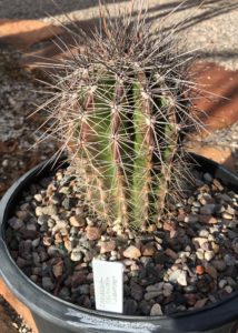 Saguaro-Carnegia-gigantea