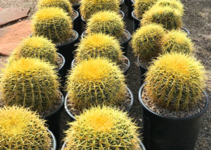 2 Gallon Barrel Cactus Gold