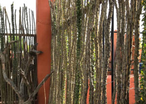 Ocotillo Fence