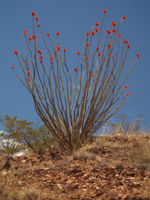 Ocotillo Fence Panels Acme Sand & Gravel